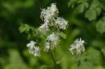 Waxyleaf meadow-rue